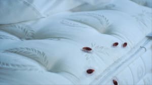 bedbugs on mattress