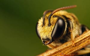 bee closeup of eyes