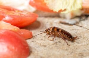 cockroach removal-melbourne