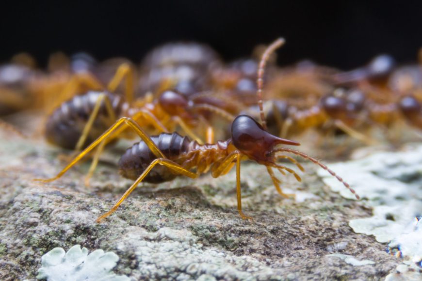 How To Detect Termites