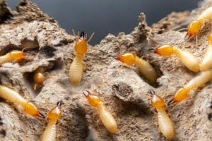 Know What To Look For: Termite Appearance