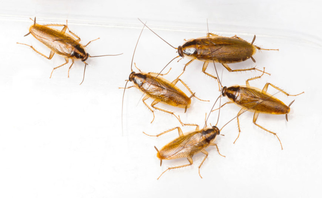 How to Get Rid of Pantry Pests Guaranteed (4 Easy Steps) 