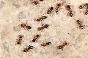 pestline ants
