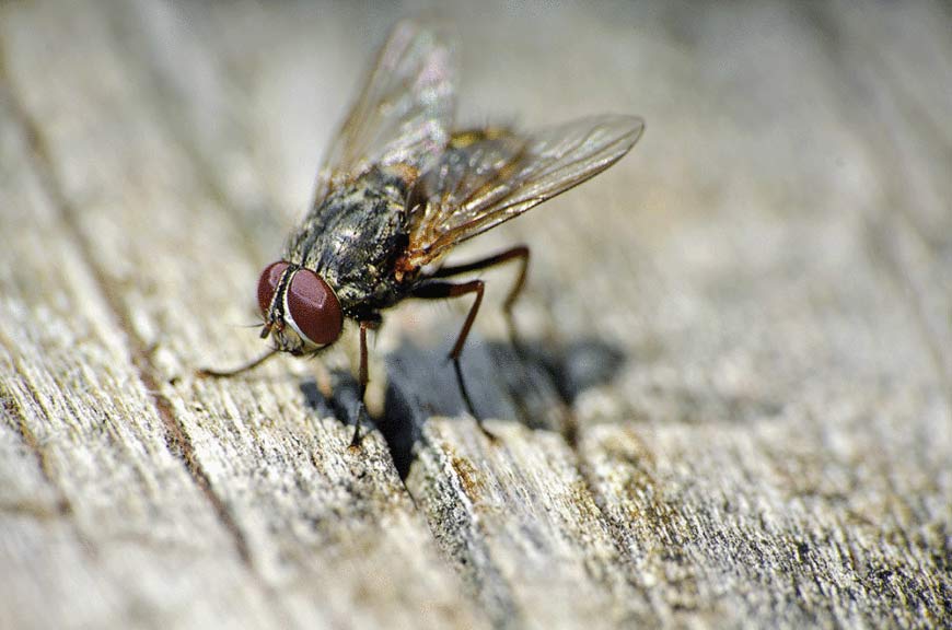 How to Get Rid of Flies on Your Outdoor Patio