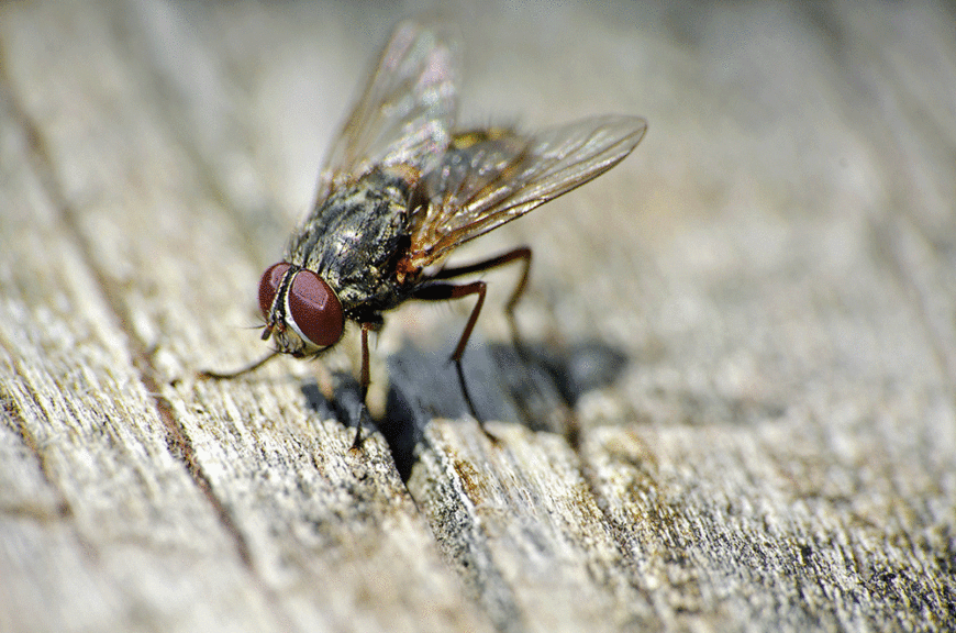 how-to-keep-flies-away-from-the-home-pestline-pest-control