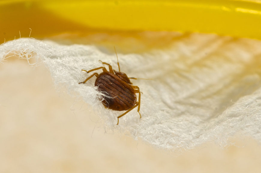 how-to-get-rid-of-bed-bugs-in-the-home-pestline