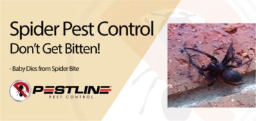 spider pest control