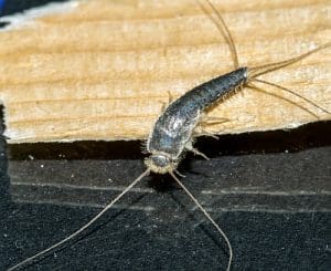 silverfish removal