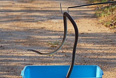 https://pestline.com.au/wp-content/uploads/2021/02/snake-removal.jpg