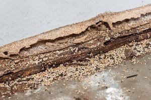 termite control