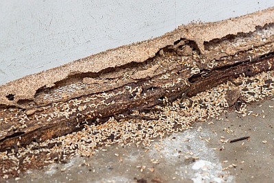 termite pest control and termite inspections in Melbourne