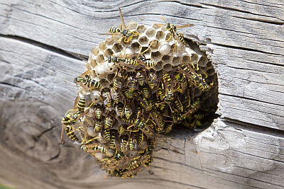 wasp nest removal & wasp control melbourne