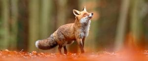 melbourne fox removal services