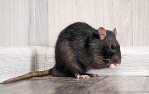 Rat Control Melbourne / Rat Removal Services