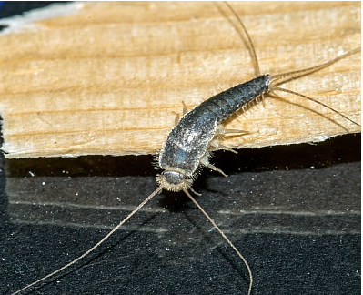 Silverfish