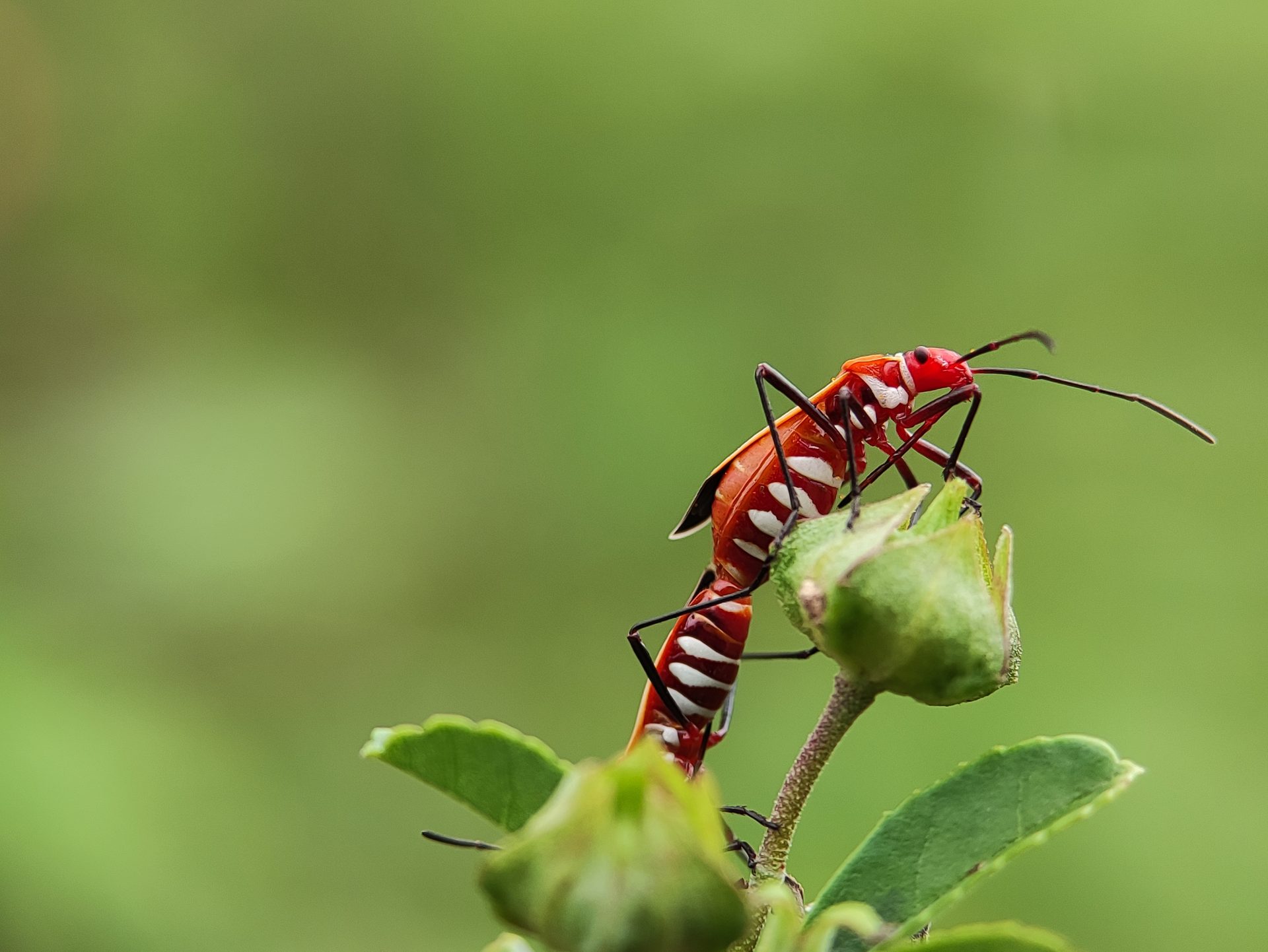 Top 15 Most Common Household Pests In Australia Pestline