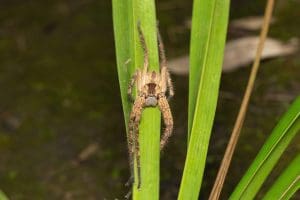 spider on tree