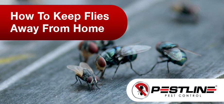 How To Keep Flies Away From Home