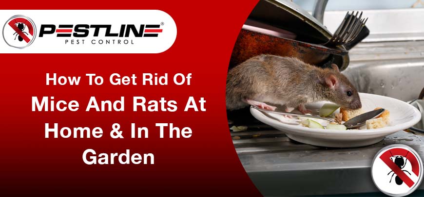 How To Get Rid Of Mice And Rats At Home And In The Garden