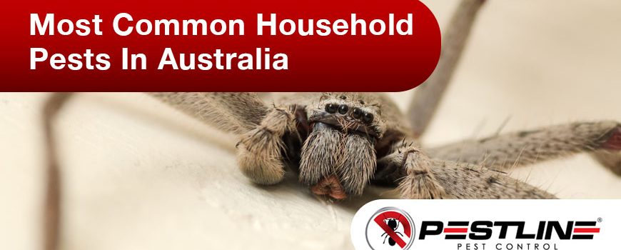 Most Common Household Pests in Australia