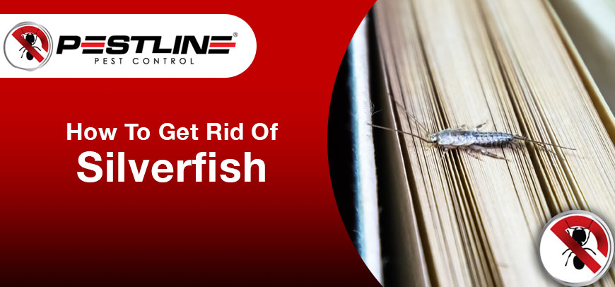 How To Get Rid Of Silverfish