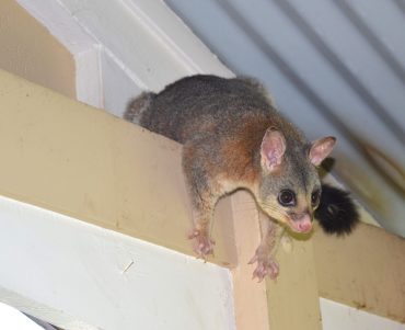 Blog detailing how to get rid of possums