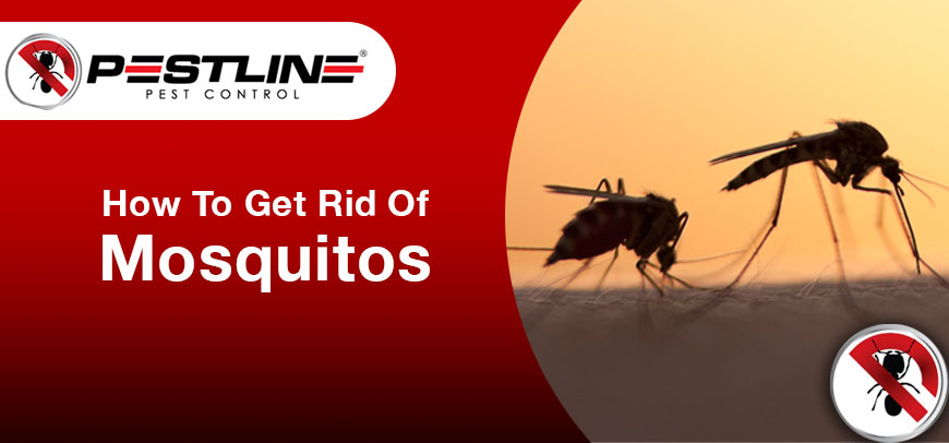 How To Get Rid Of Mosquitos