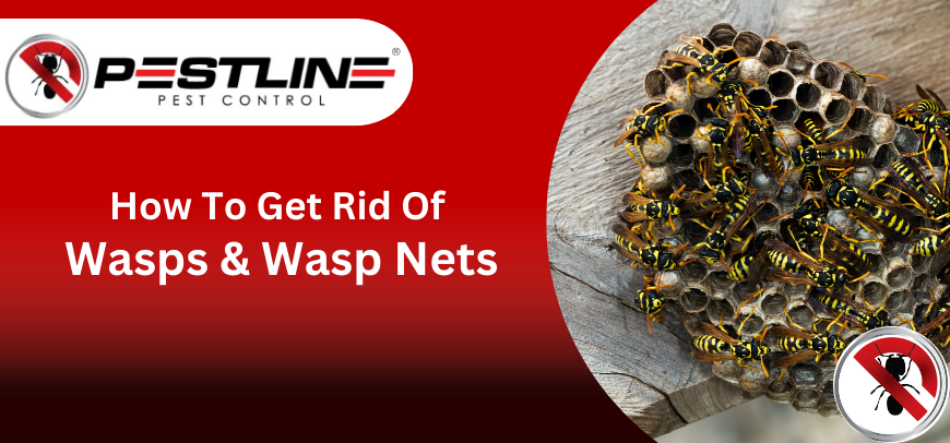 how to get rid of wasps and wasp nets