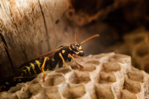 A wasp with striking yellow and black patterns stands attentively on a honeycomb structure inside a wooden cavity.