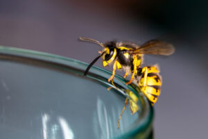 close-up of a wasp perched delicately on the edge of a glass, with its distinct yellow and black pattern clearly visible against a soft-focus background.