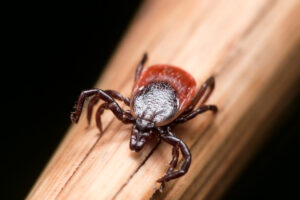 Macro shot of a red tick with a detailed texture on its body, crawling on a wooden surface.