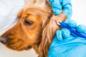 Close-up of a veterinarian wearing gloves using a tick removal tool on a golden retriever's ear, focusing on pet healthcare.