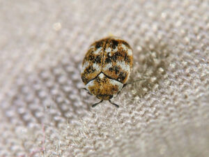 Image of Carpet Beetle taken by Tony from flickr https://www.flickr.com/photos/32977858@N02/4038543677