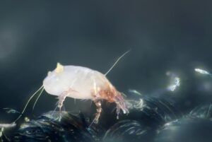 An Image of a dust mite. Image Credit: Gilles San Martin https://www.flickr.com/photos/sanmartin/5248002630