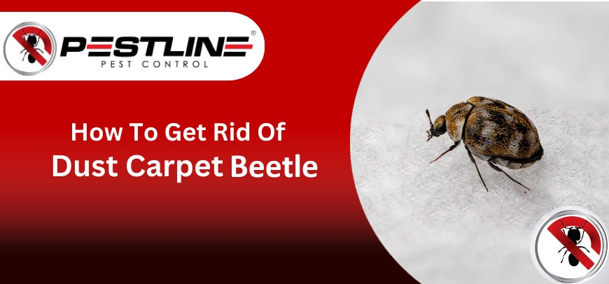 How to Get Rid of Dust Carpet Beetle