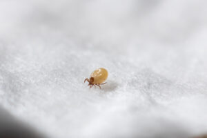 how to get rid of dust carpet mites