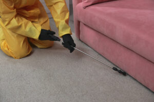 professional dust carpet mite exterminator