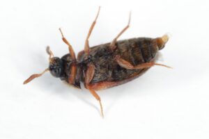 how to get rid of carpet beetle