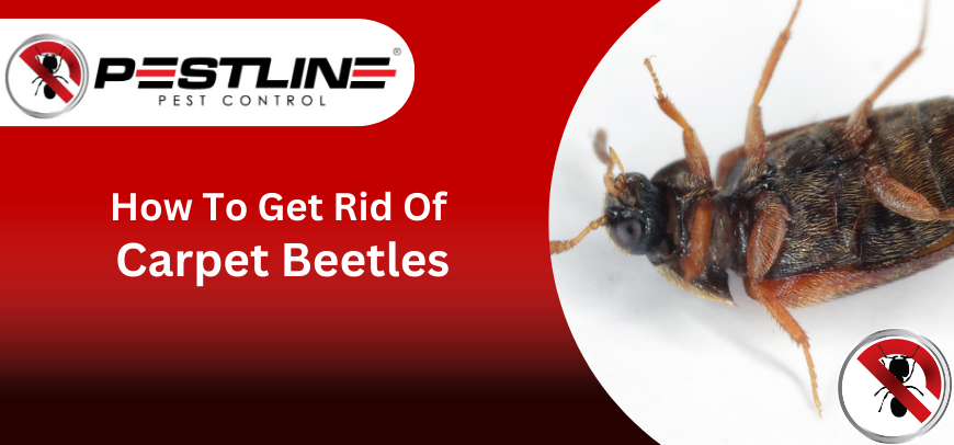 how to get rid of carpet beetles banner