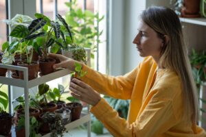 inspect new plants for carpet beetles