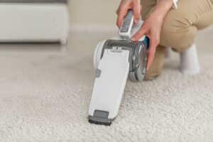 vacuum clean carpet regularly for beetles