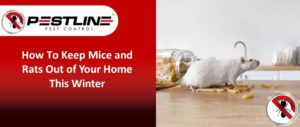 How To Keep Mice and Rats Out of Your Home This Winter