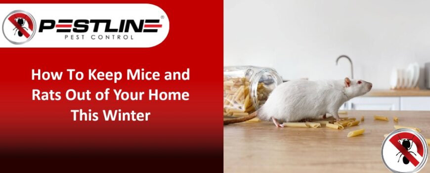 How To Keep Mice and Rats Out of Your Home This Winter