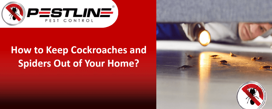 How to Prevent Cockroaches and Spiders in Winter