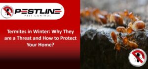 Termites In Winter: Why They’re Still A Threat & How to Protect Your Home