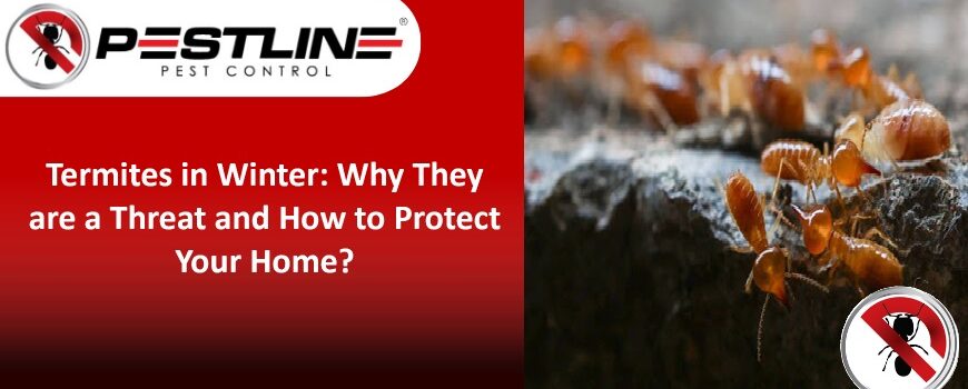 Termites In Winter: Why They’re Still A Threat & How to Protect Your Home