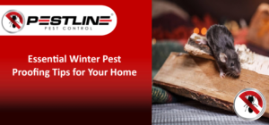 Essential Winter Pest Proofing Tips for Your Home