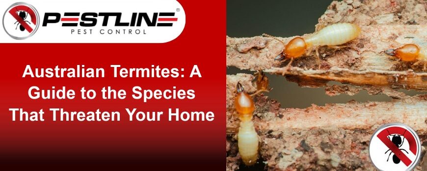 Australian Termites - A Guide to the Species That Threaten Your Home