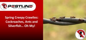 How to Protect Your Home from Spring Pests in Melbourne