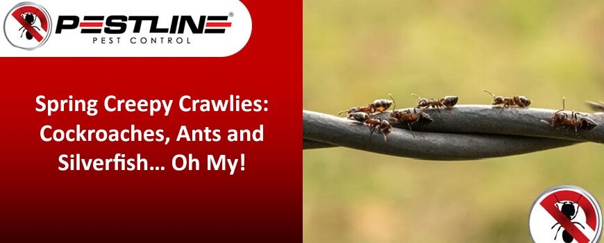How to Protect Your Home from Spring Pests in Melbourne